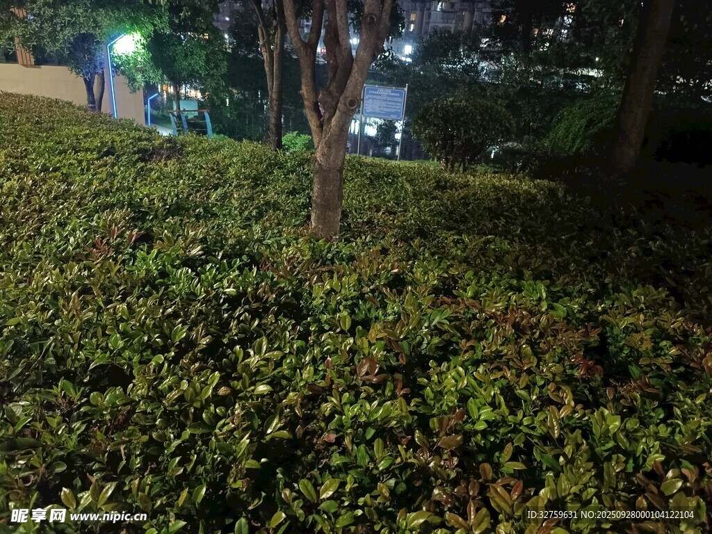 夜晚绿植景观