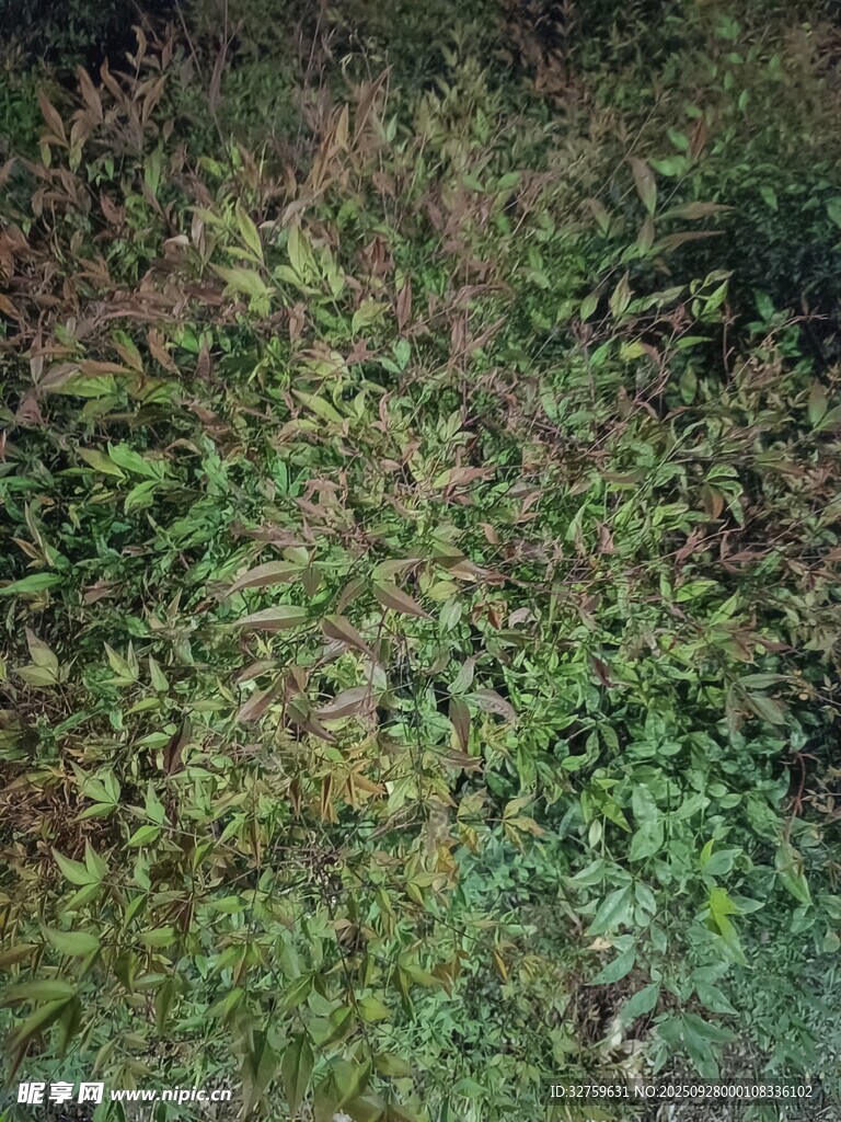 地面上的繁茂绿色植物
