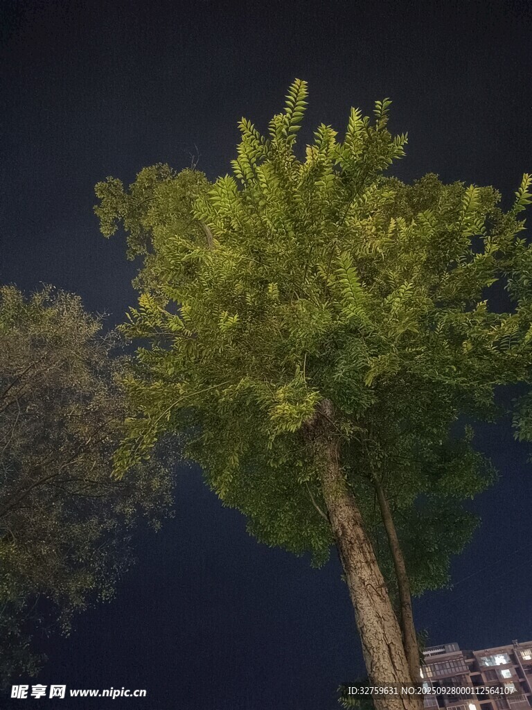 夜空下的葱郁树木