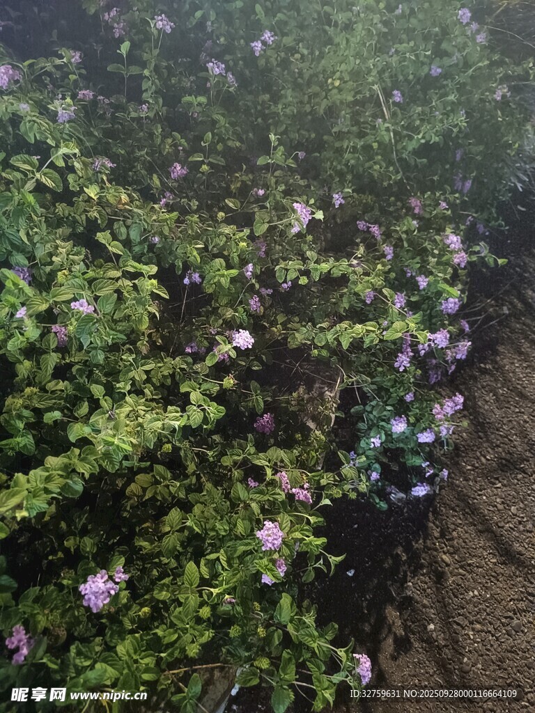 花丛绿意盎然