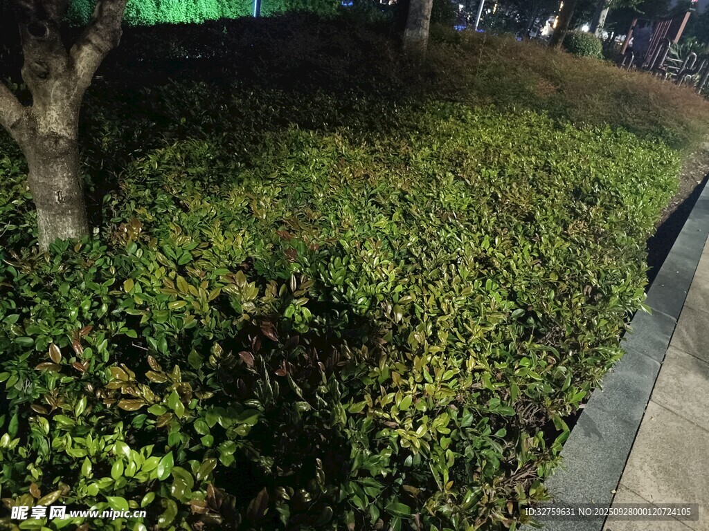 路边绿意盎然的灌木丛