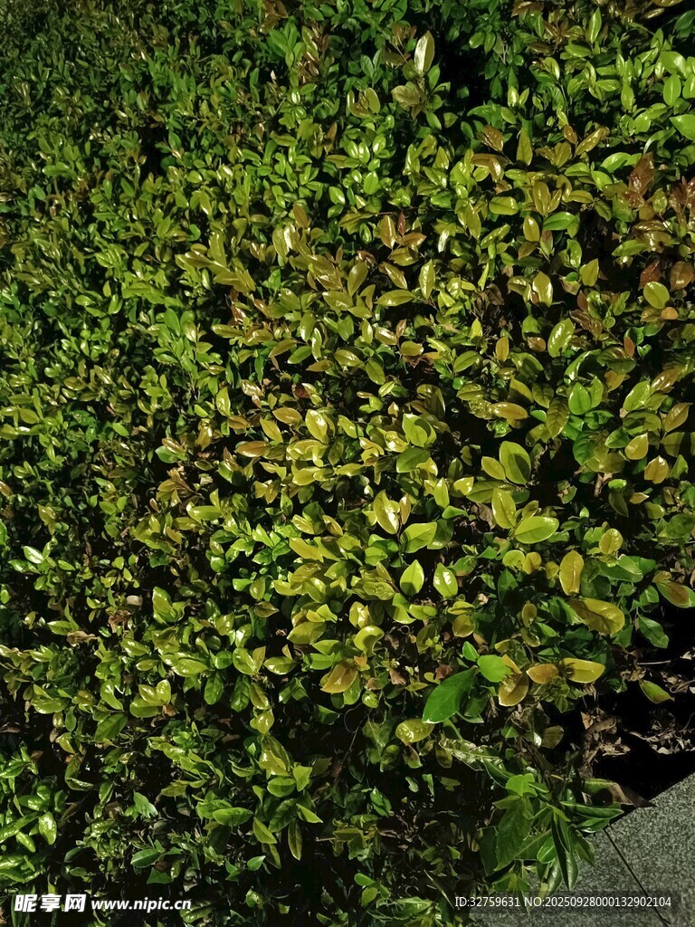 翠绿繁茂的低矮植物丛