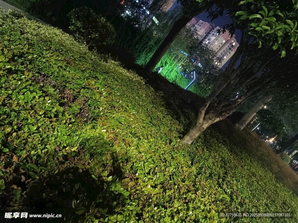 夜晚绿植景观