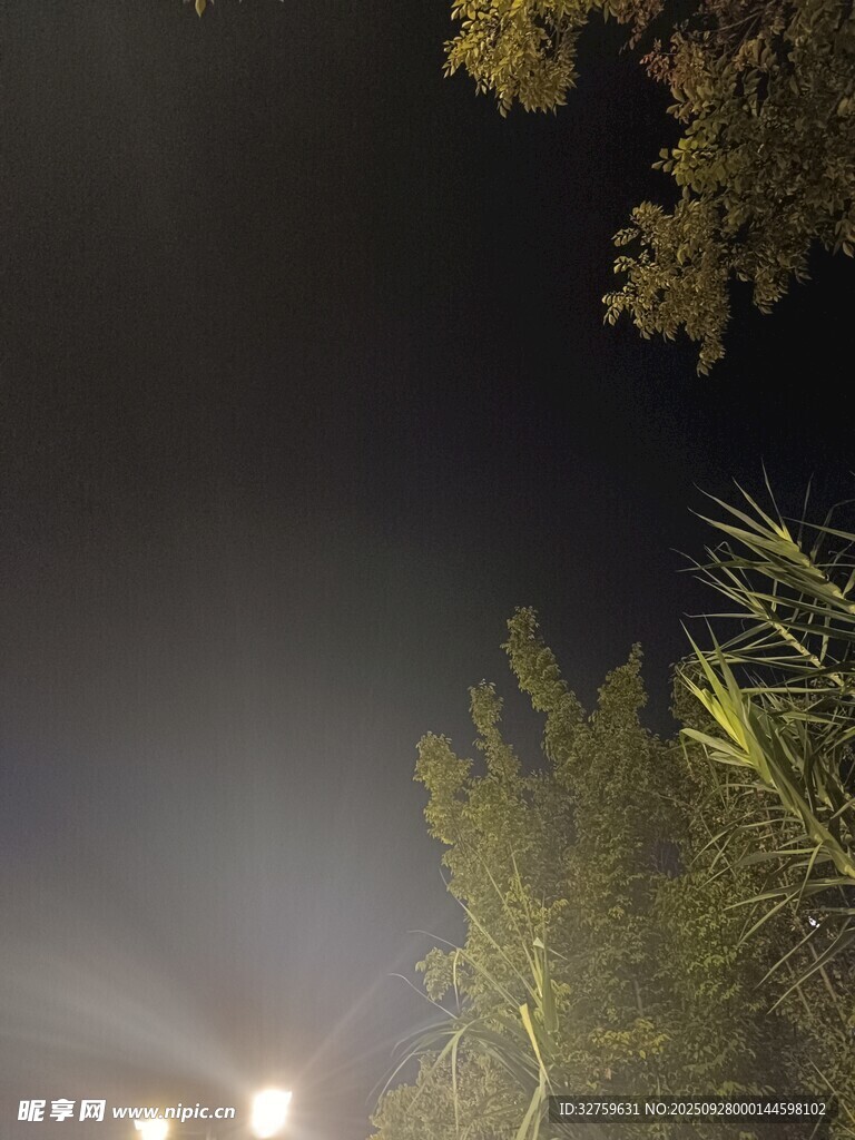夜晚灯光下的绿植景象