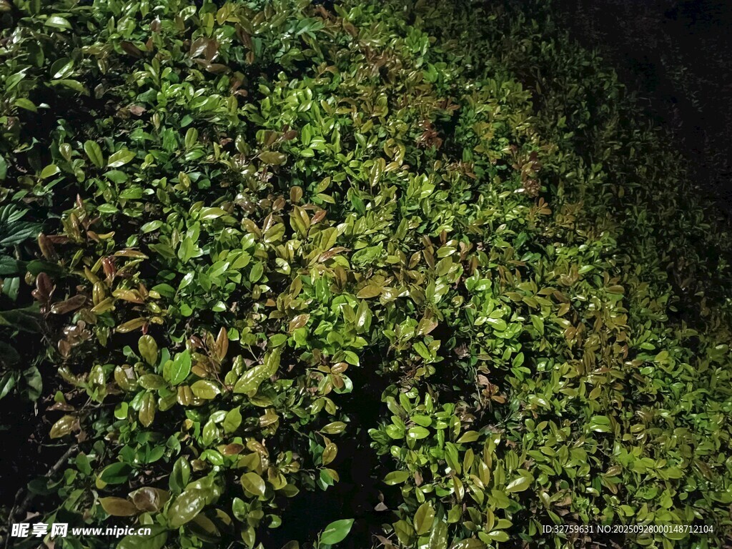 茂密绿植景观
