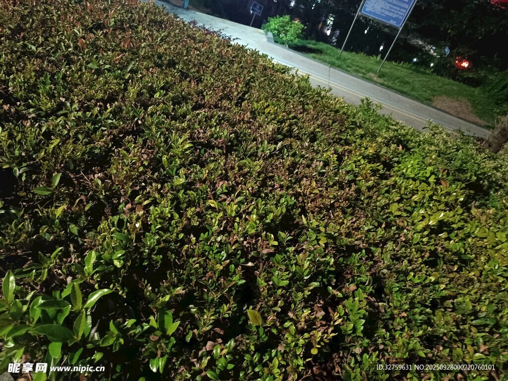 路边繁茂绿植景观