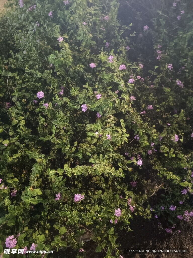 繁茂花丛中的娇艳花朵
