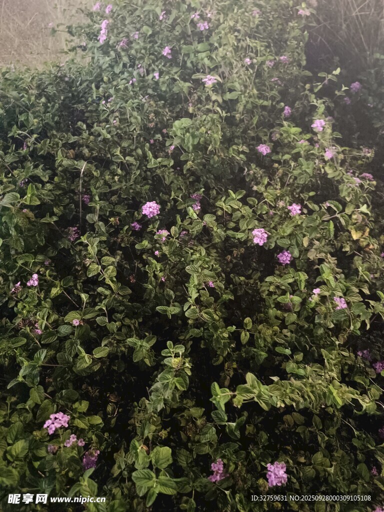 绿叶丛中的紫色小花