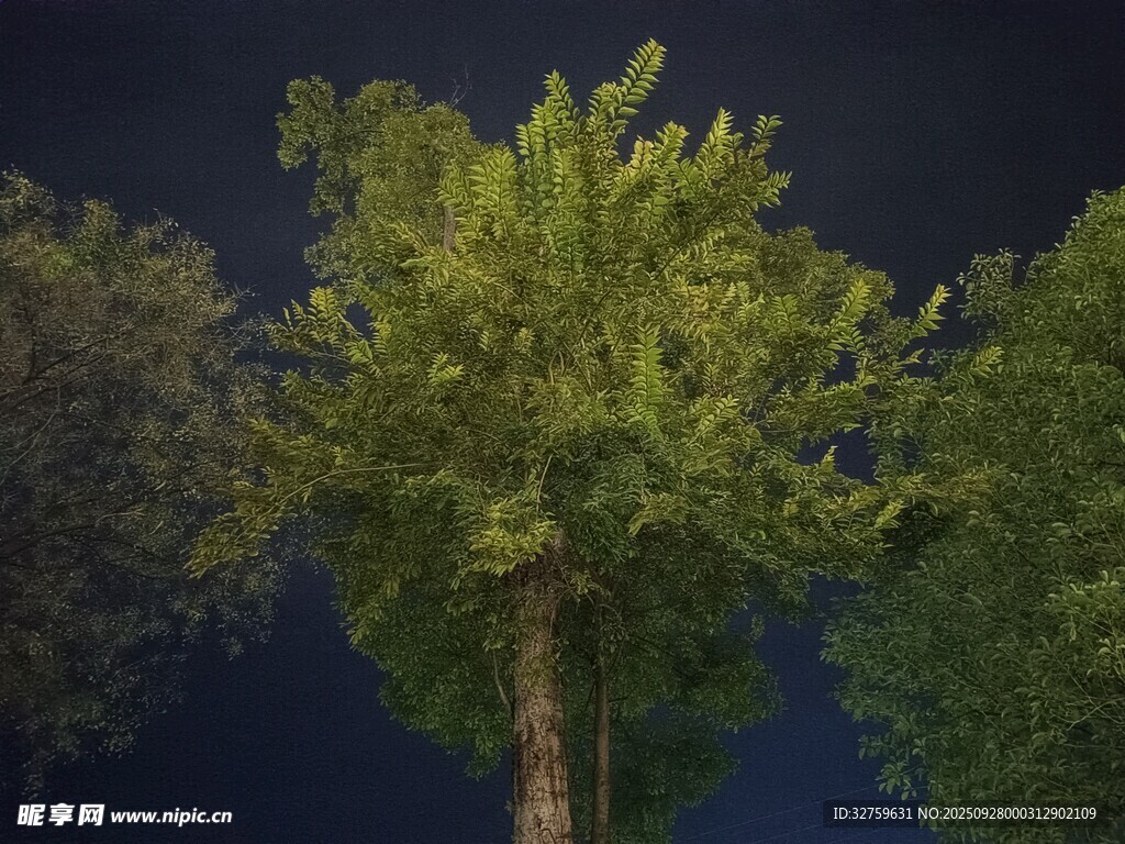夜幕下的葱郁大树