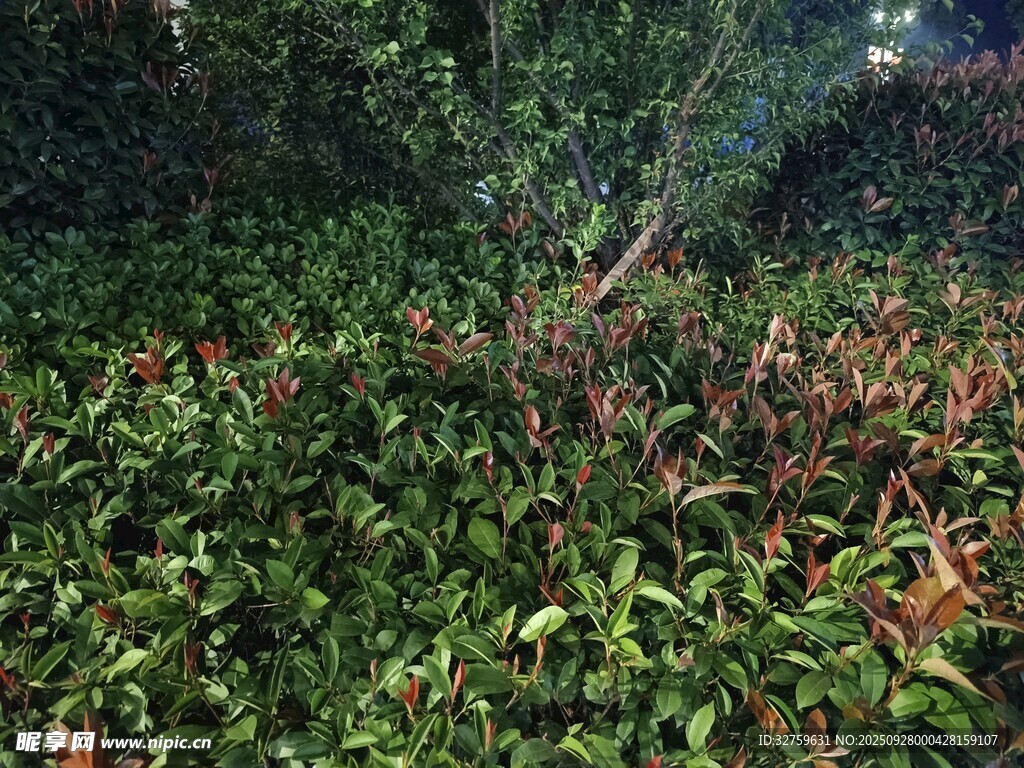 繁茂绿植景观