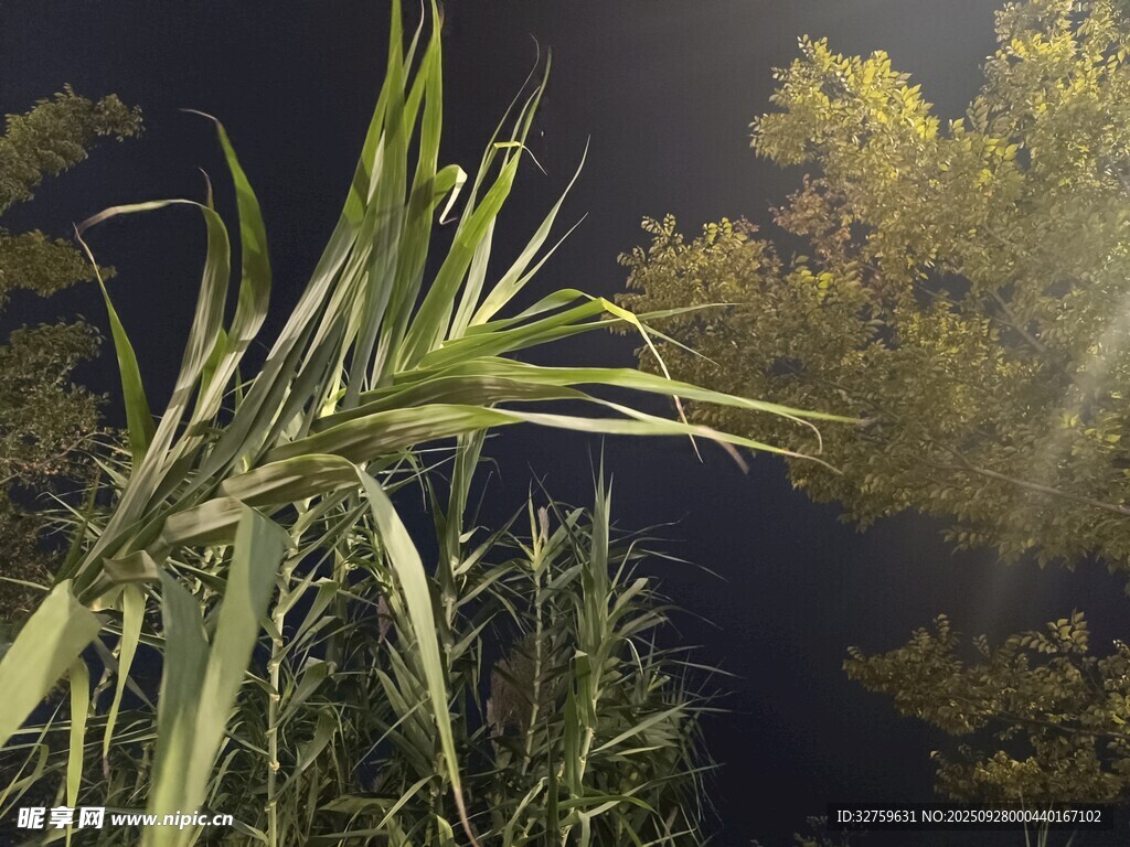 夜间绿植