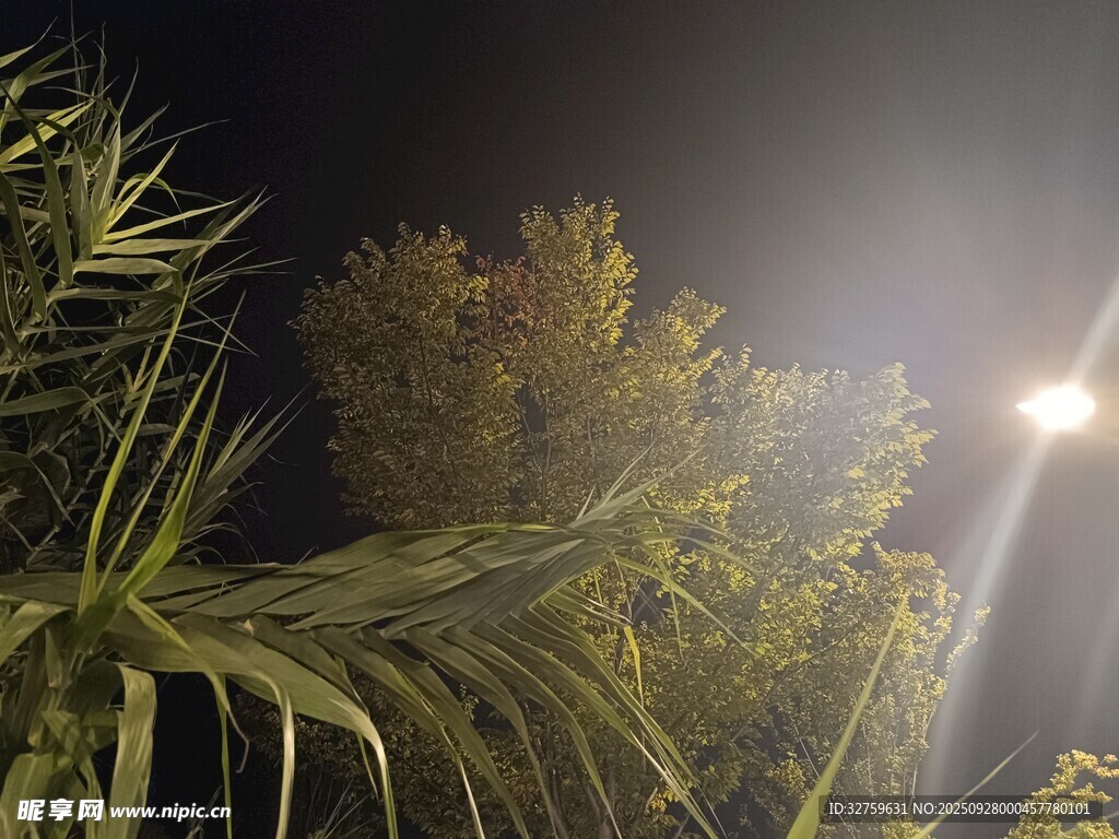 夜间灯光下的绿植景观