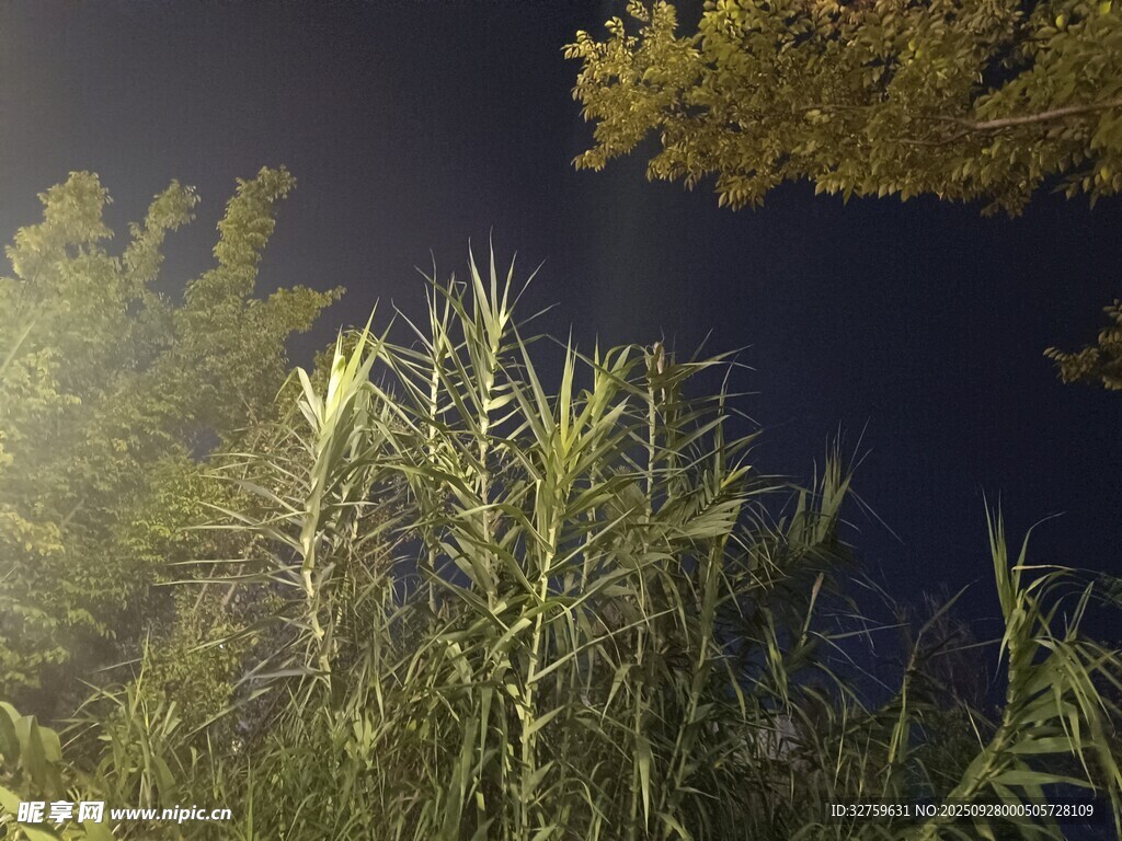 林间晨光下的葱郁植物
