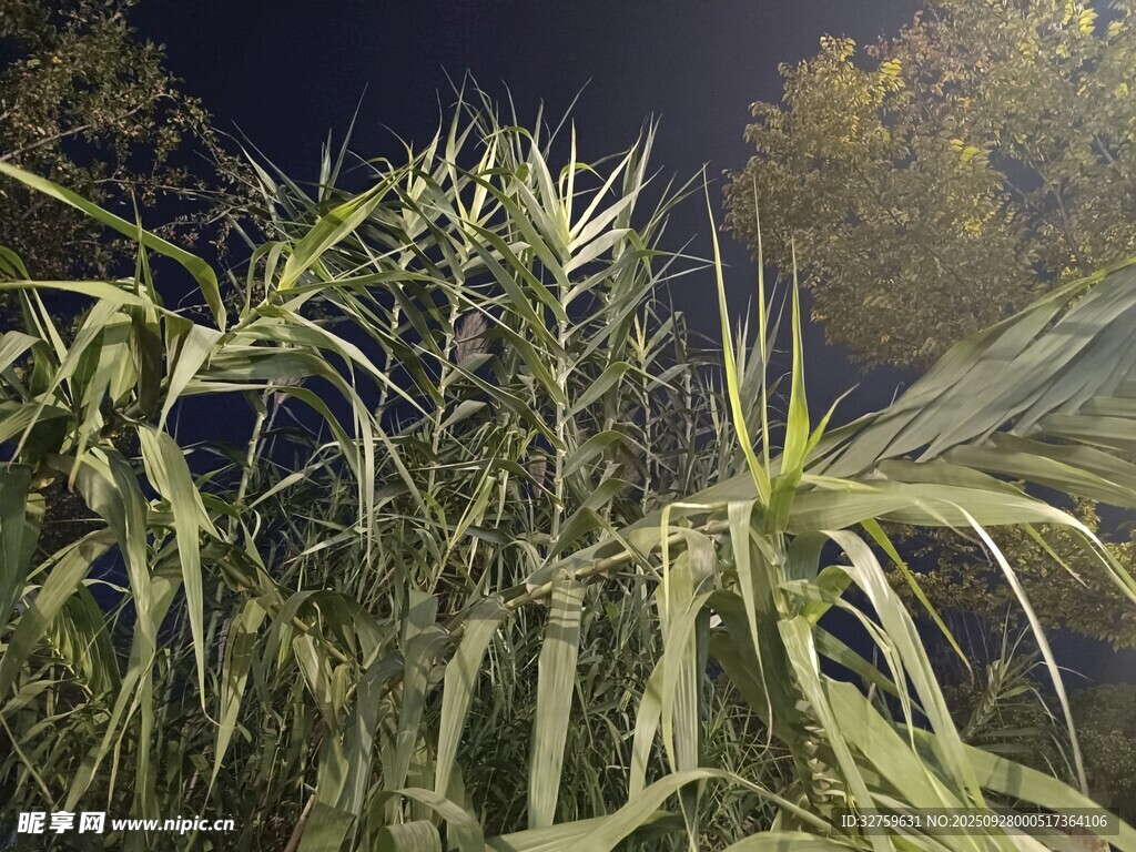 夜间的高大芦苇植物