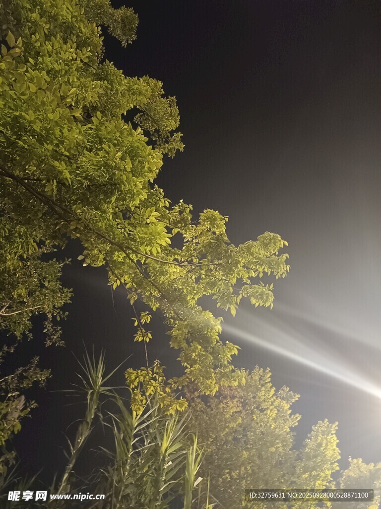 夜中树林的光束景观