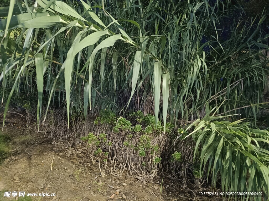 野外生长的绿色植物