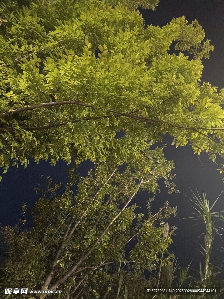 仰视夜空下的葱郁树林
