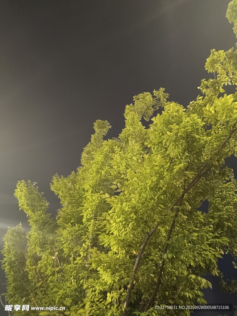 阳光下的翠绿树梢