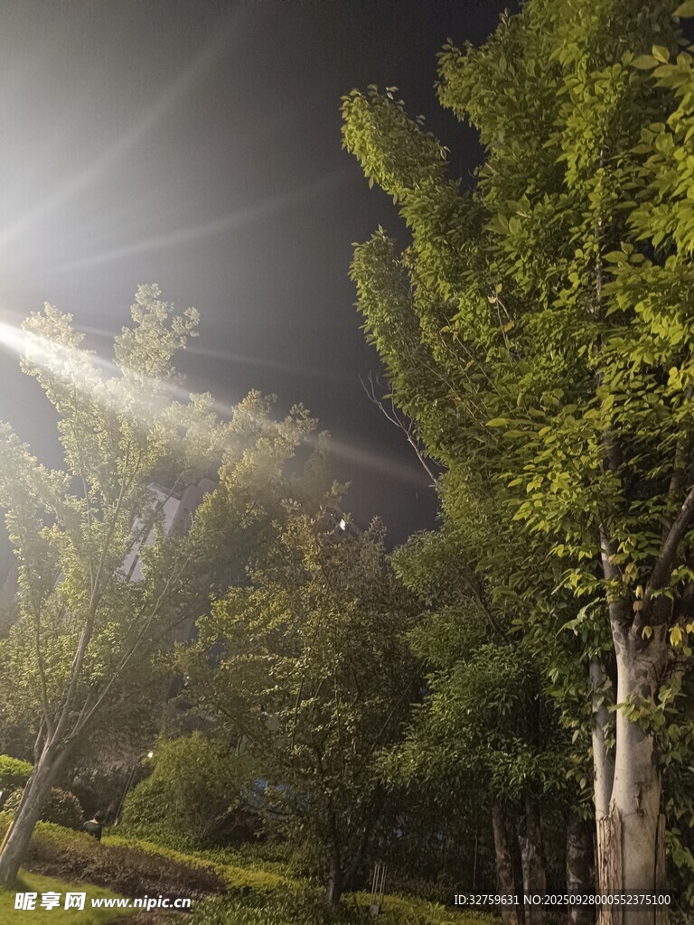 夜中树林的光束美景
