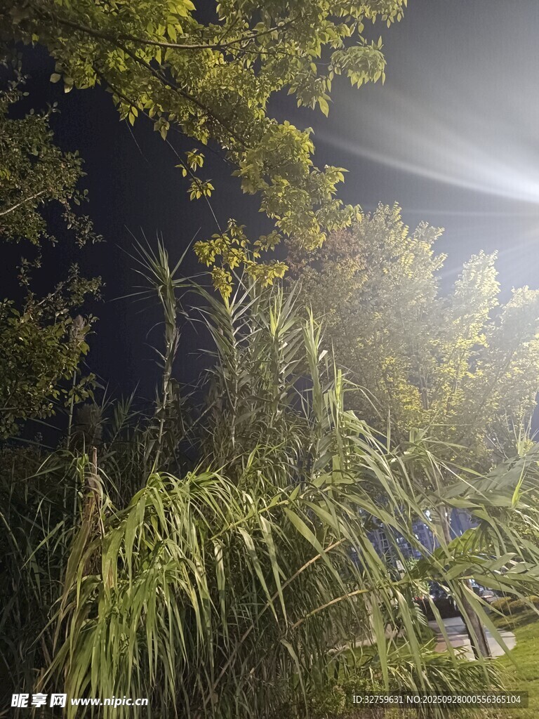 夜晚林间光影下的绿植