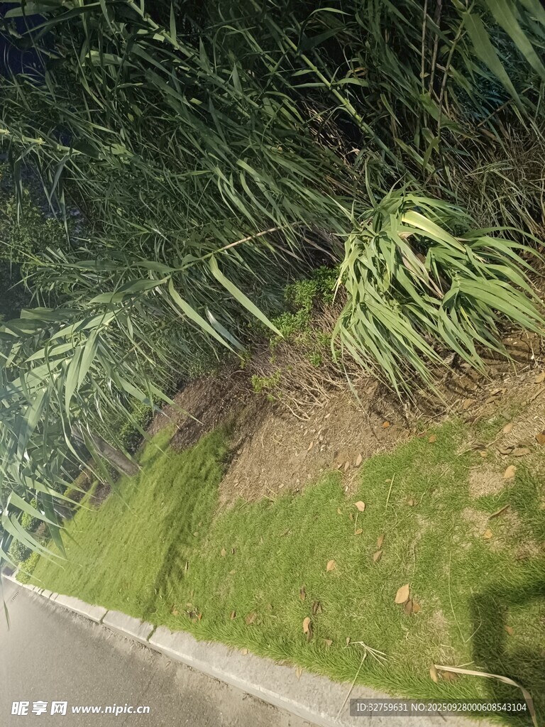 路边绿植景观