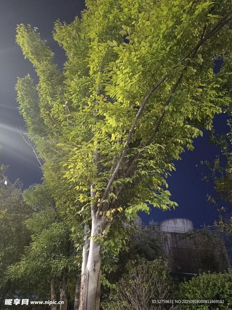 夜灯下的葱郁绿树
