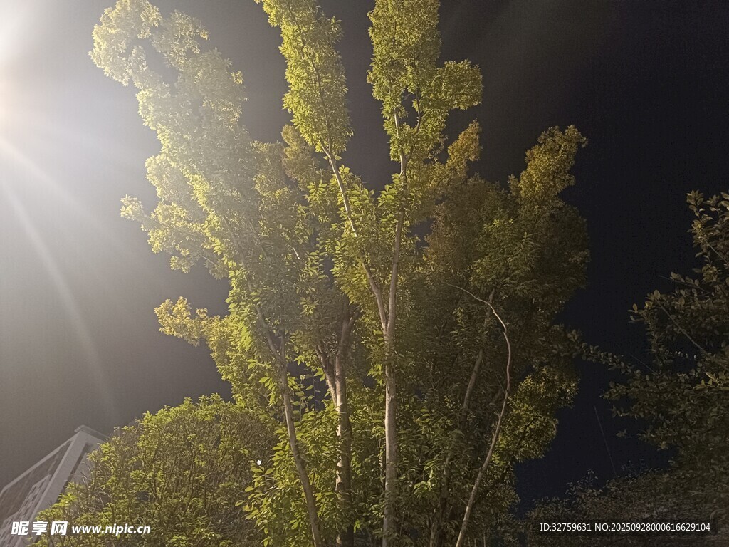 夜晚中的葱郁树木