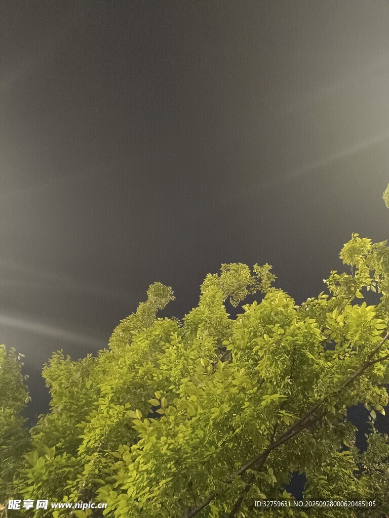 阳光穿透绿树的美丽景象