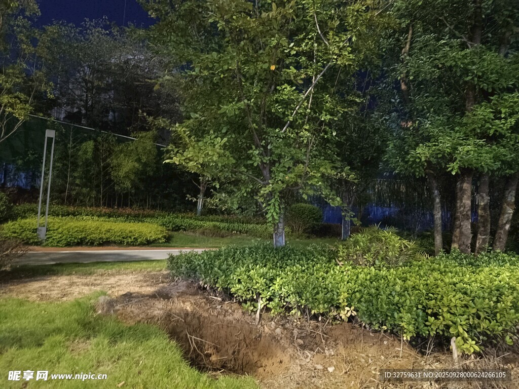 夜晚公园绿植景观