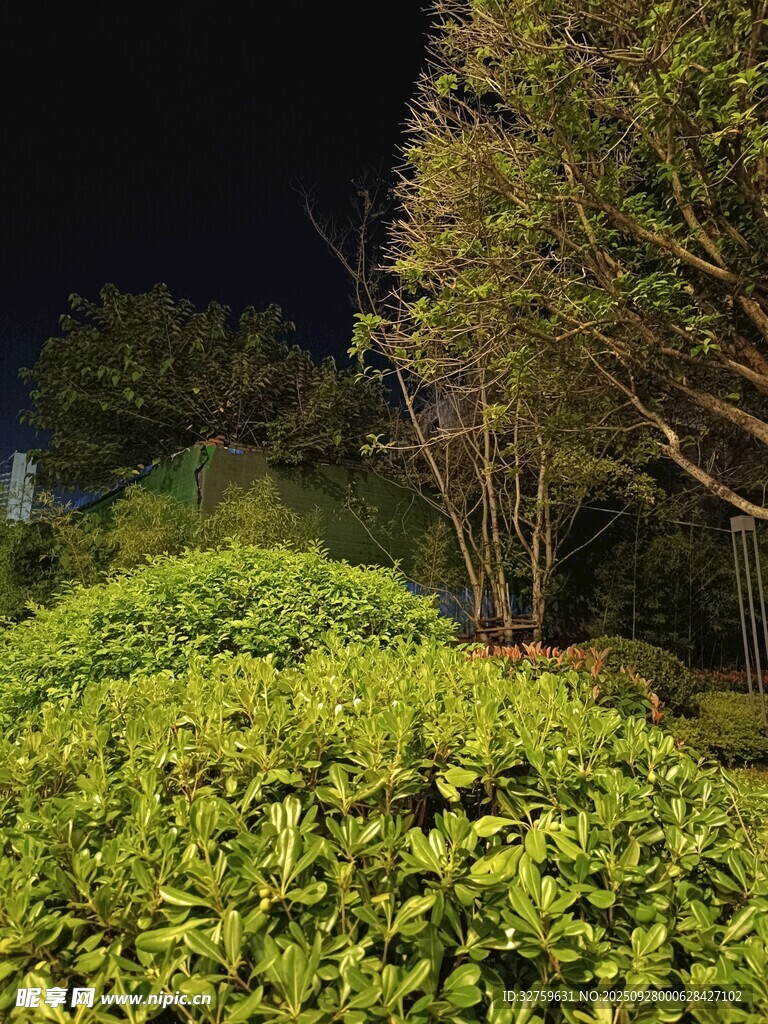 夜晚绿植景观