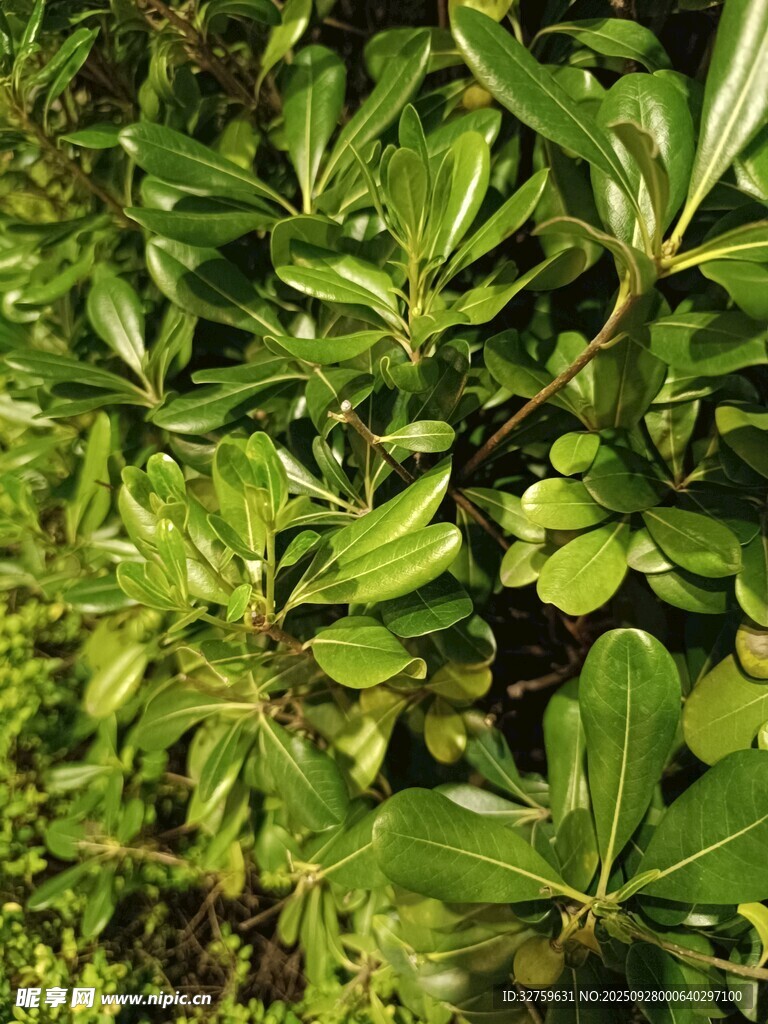 翠绿繁茂的植物叶片