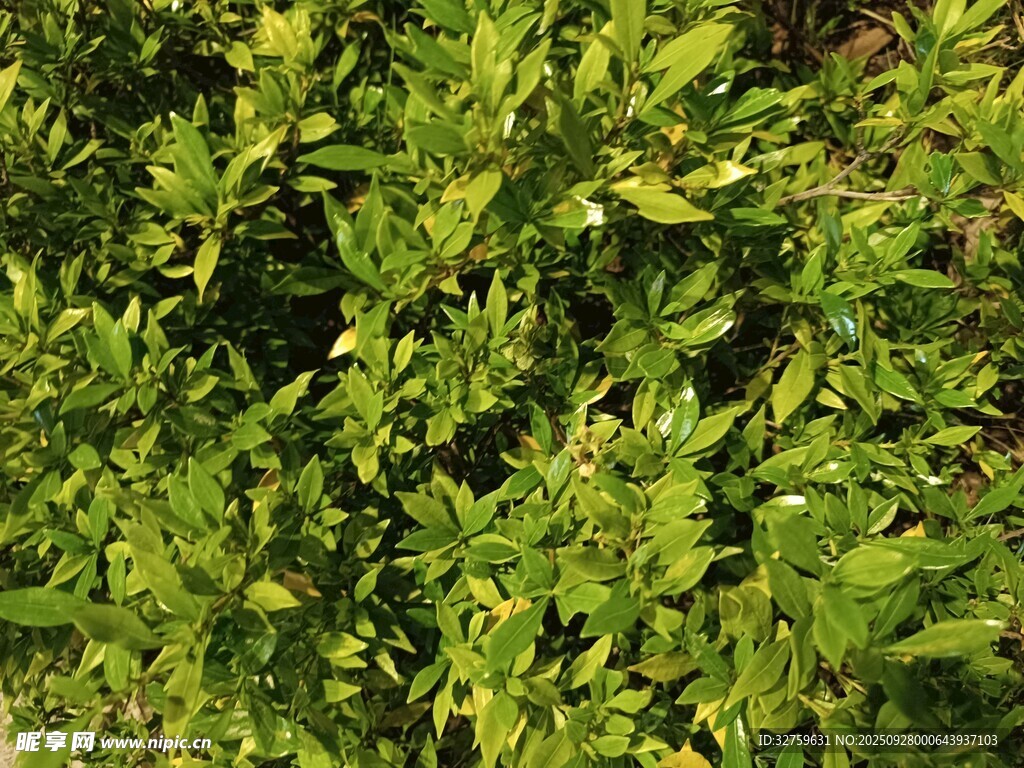 翠绿繁茂的灌木丛