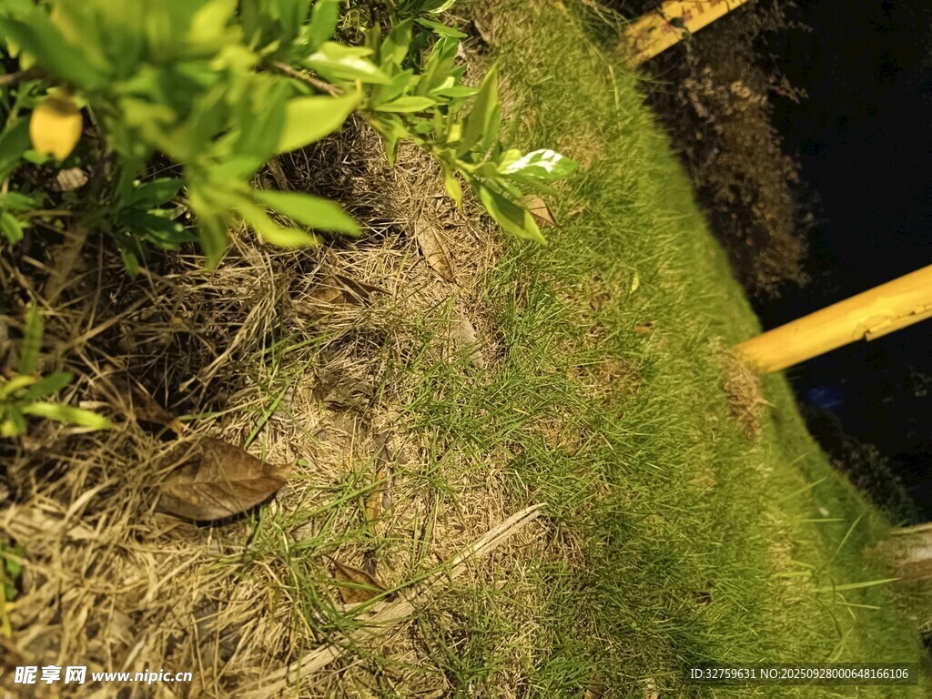 户外草地与绿植景象
