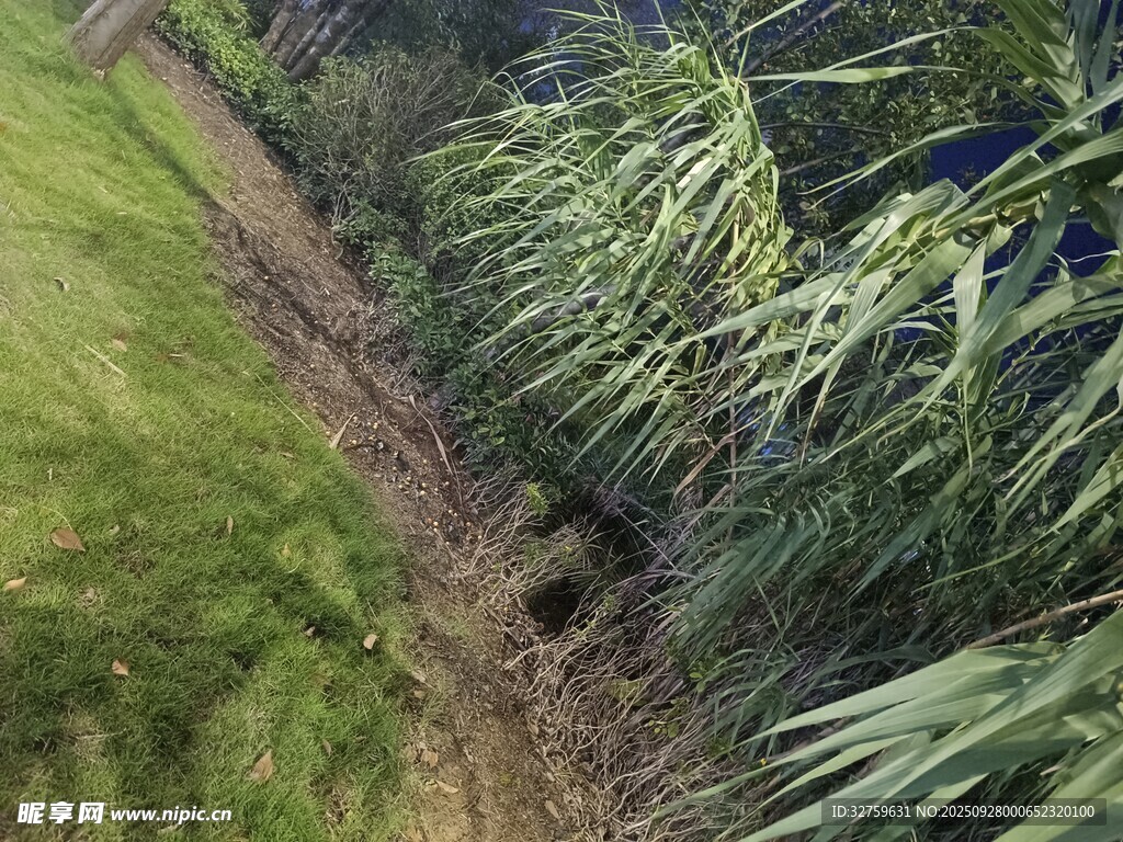 田野间的绿植与泥土小道