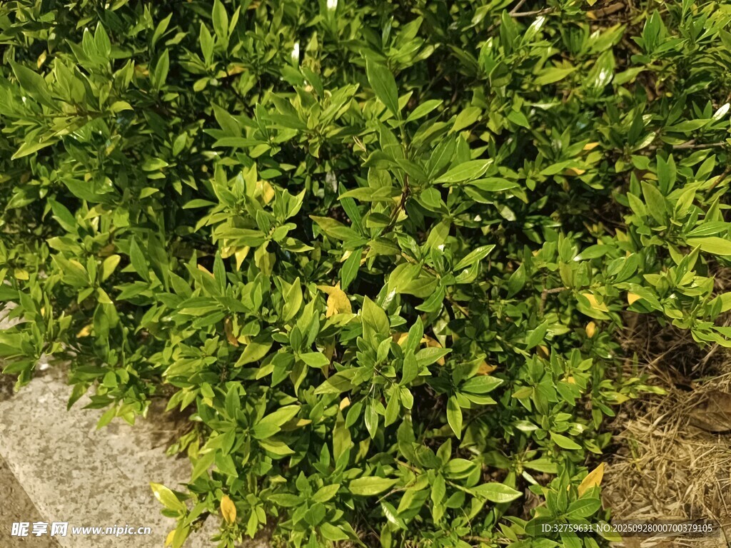 翠绿繁茂的路边绿植