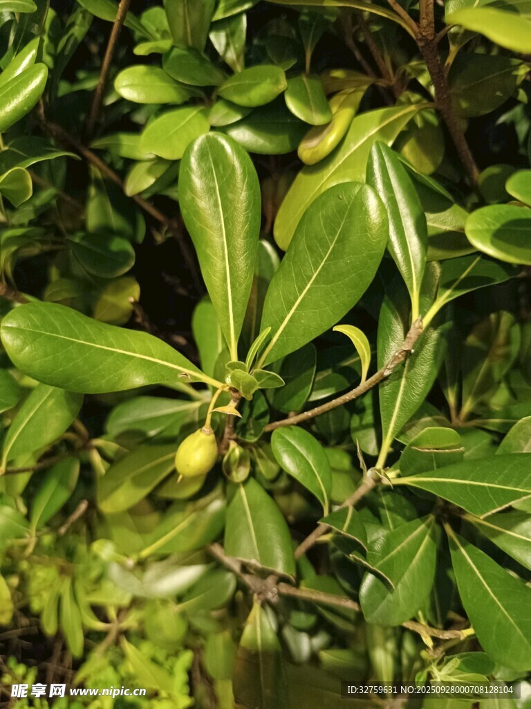 绿叶间的黄色果实