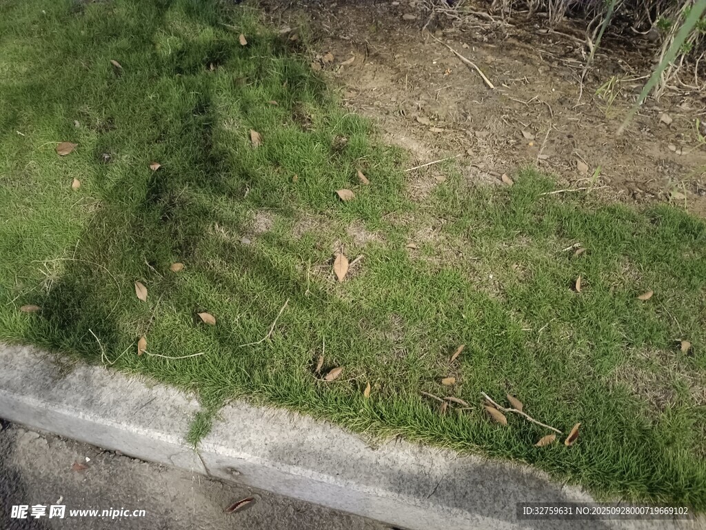 路边草地景象