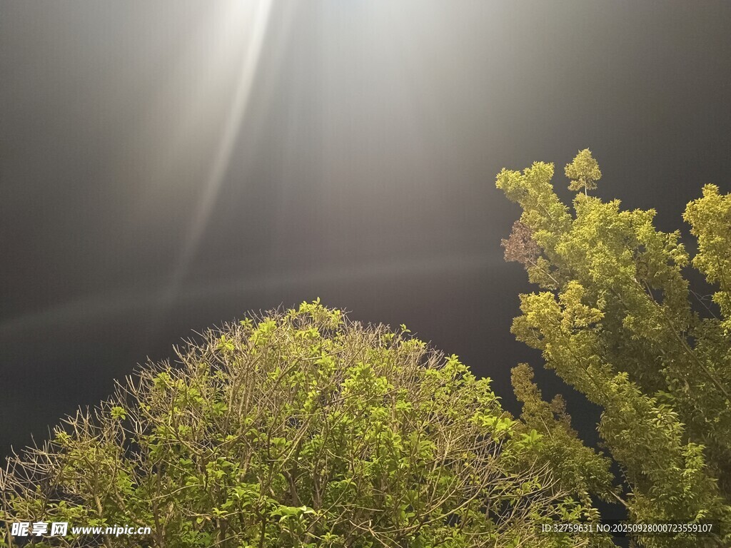 阳光照耀下的葱郁树木