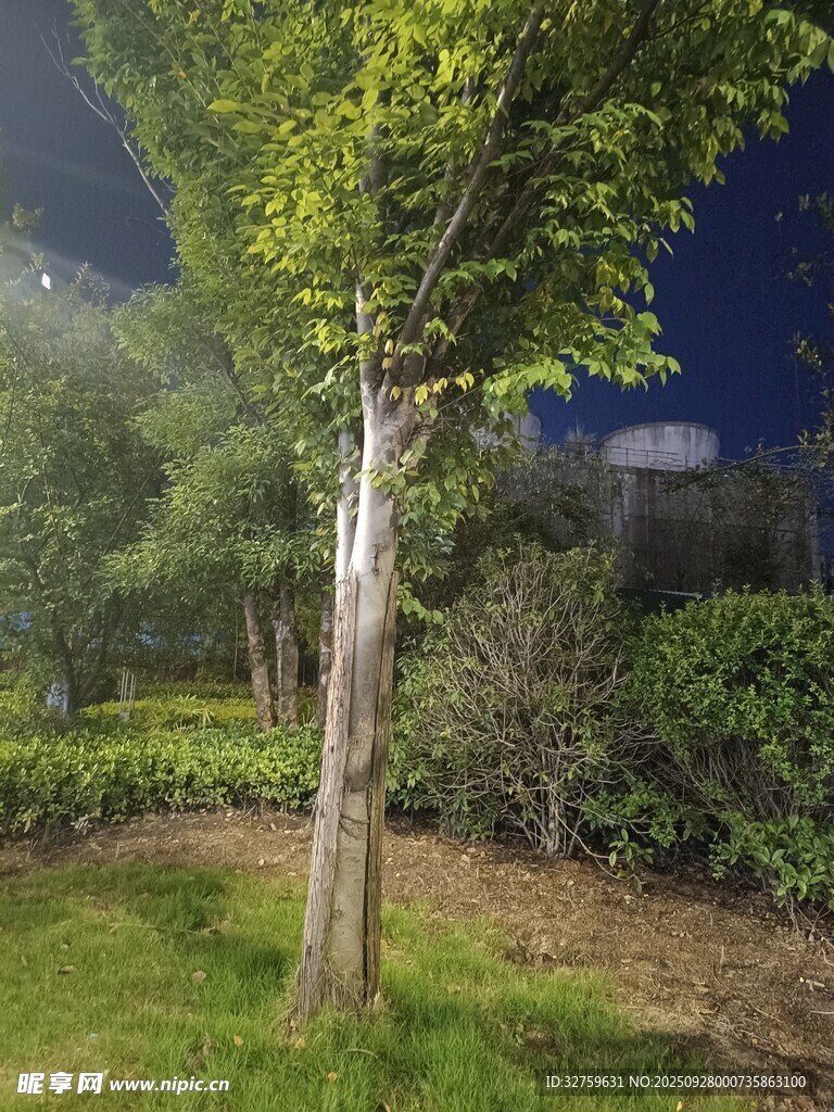 夜晚绿植景观
