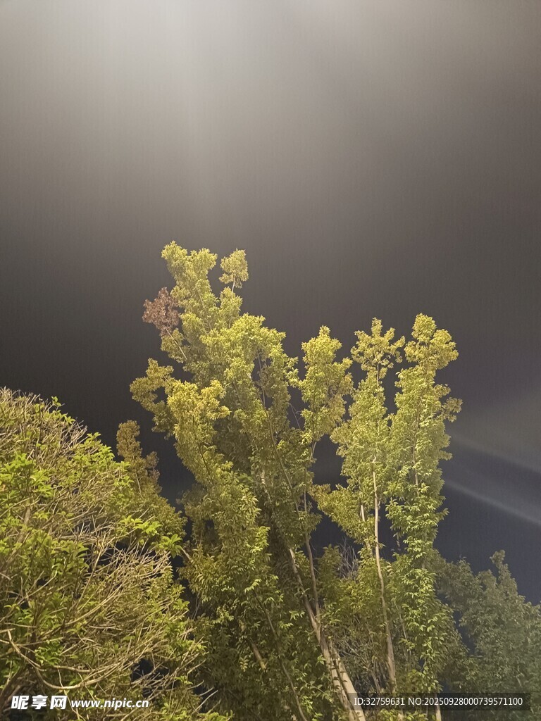 阳光穿透枝叶的绿意瞬间