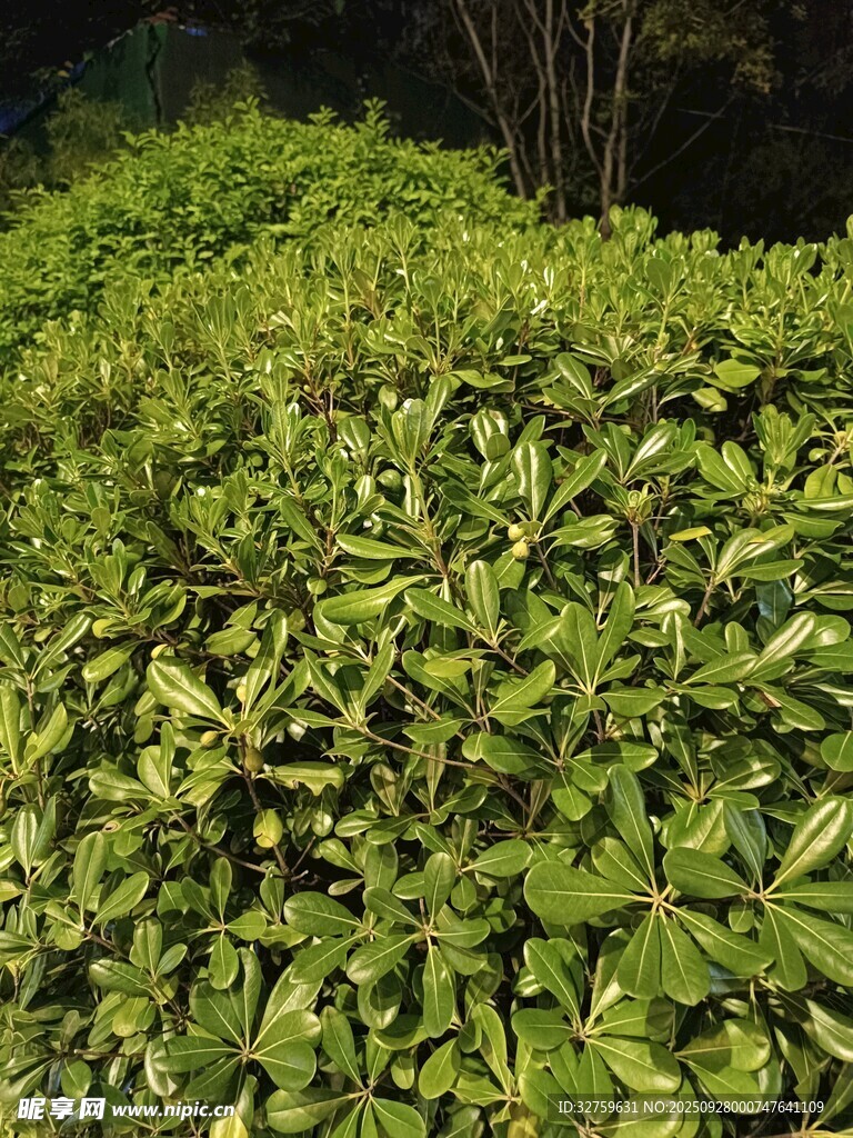 翠绿繁茂的植物景观