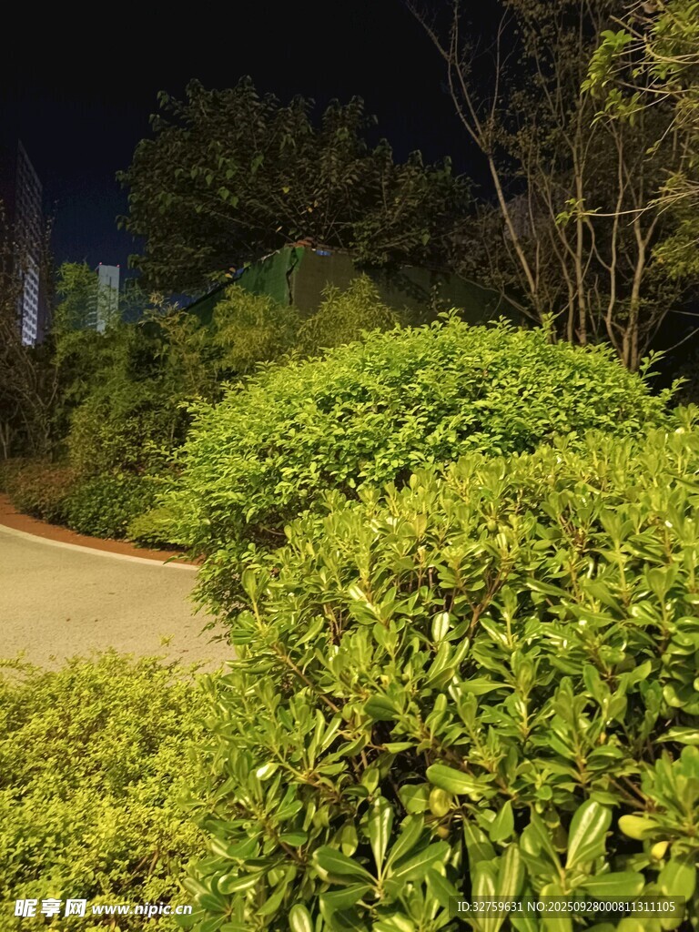 夜晚绿植环绕的幽静小径