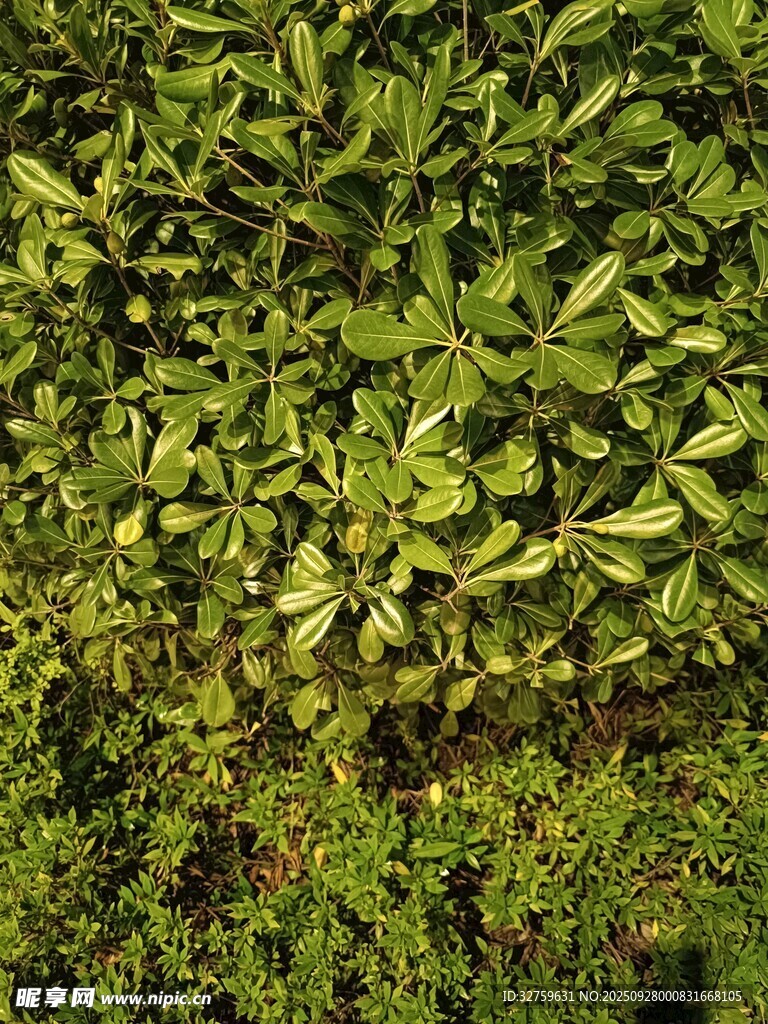 茂密绿植景观
