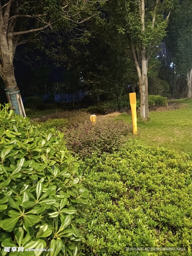 夜晚绿植景观