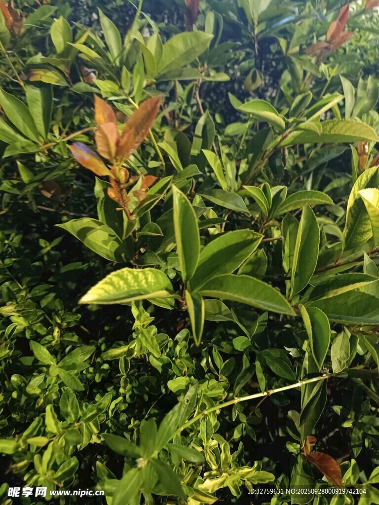 繁茂绿植景观