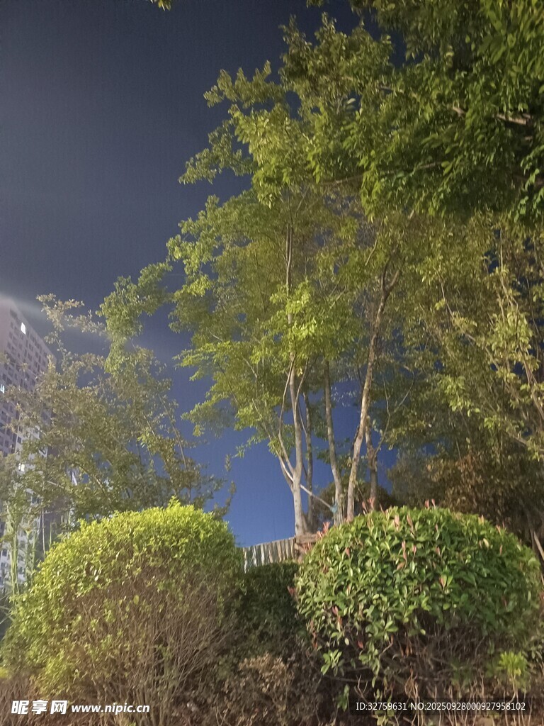 夜幕下的绿植与朦胧月亮
