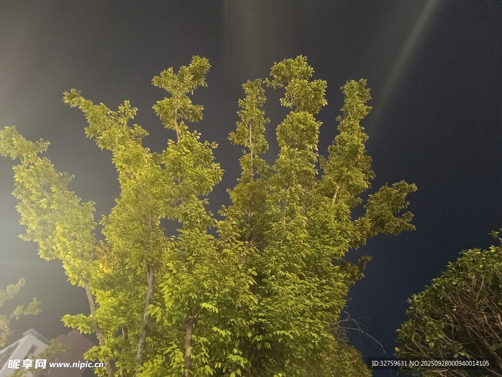 夜幕下发光的葱郁绿植