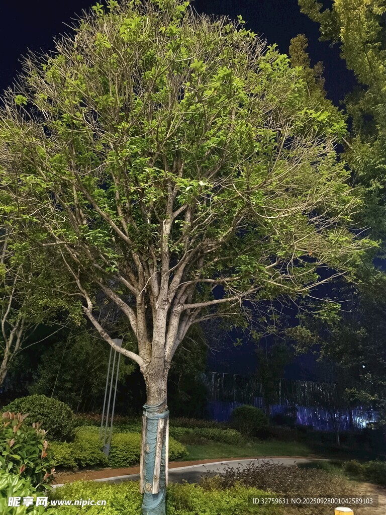 夜晚中的葱郁树木