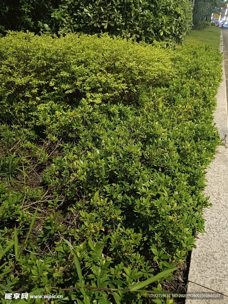 路边翠绿繁茂的灌木丛