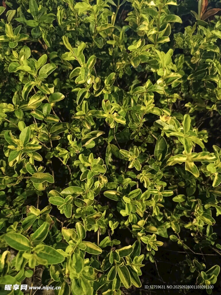 翠绿繁茂的植物枝叶